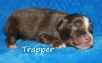 Brayden, a  Miniature American Shepherd for sale in Godley, TX – Photo 4 of 9