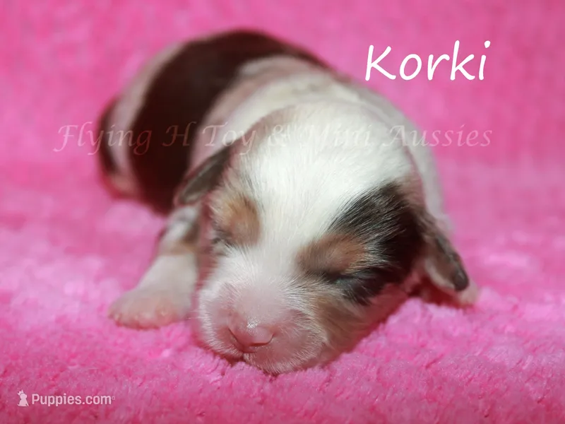 Korki – Miniature American Shepherd puppy for sale in Godley, TX