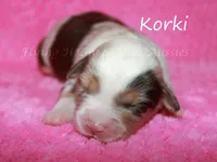 Korki, a female Miniature American Shepherd for sale in Godley, TX – Photo 1 of 5