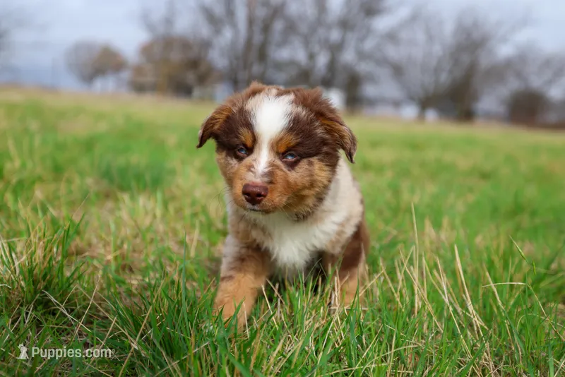Rocker – Toy Australian Shepherd puppy for sale in Godley, TX