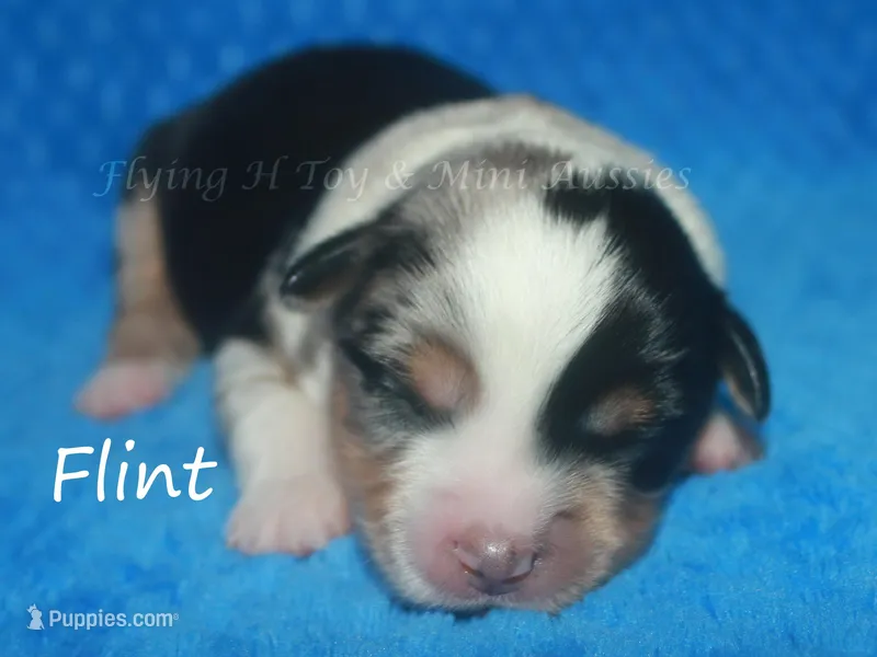 Flint – Miniature American Shepherd puppy for sale in Godley, TX