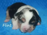 Flint, a male Miniature American Shepherd for sale in Godley, TX – Photo 1 of 5