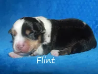 Flint, a male Miniature American Shepherd for sale in Godley, TX – Photo 3 of 5