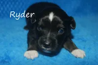 Ryder, a male Toy Australian Shepherd for sale in Godley, TX – Photo 8 of 10