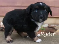 Ryder, a male Toy Australian Shepherd for sale in Godley, TX – Photo 2 of 10