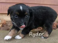Ryder, a male Toy Australian Shepherd for sale in Godley, TX – Photo 3 of 10