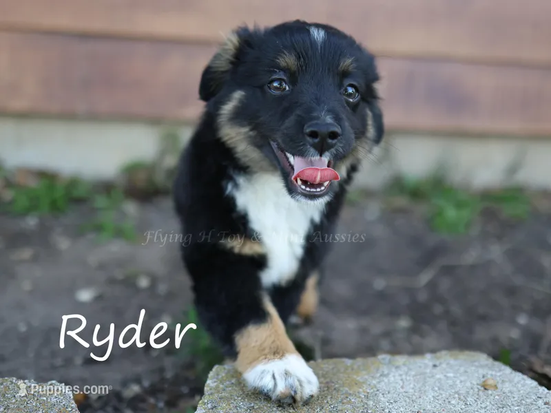 Ryder – Toy Australian Shepherd puppy for sale in Godley, TX