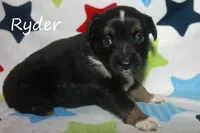 Ryder, a male Toy Australian Shepherd for sale in Godley, TX – Photo 4 of 10