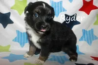 Ryder, a male Toy Australian Shepherd for sale in Godley, TX – Photo 5 of 10