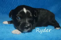 Ryder, a male Toy Australian Shepherd for sale in Godley, TX – Photo 7 of 10