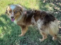 Ryder, a male Toy Australian Shepherd for sale in Godley, TX – Photo 9 of 10
