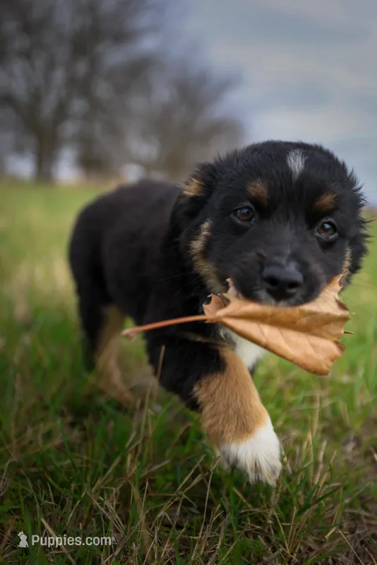 Ryder – Toy Australian Shepherd puppy for sale in Godley, TX