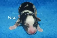 Neo, a male Toy Australian Shepherd for sale in Godley, TX – Photo 6 of 8