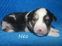 Neo, a male Toy Australian Shepherd for sale in Godley, TX – Photo 1 of 8