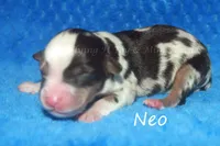 Neo, a male Toy Australian Shepherd for sale in Godley, TX – Photo 5 of 8