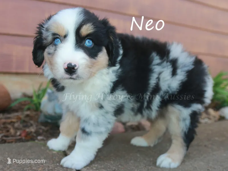 Neo – Toy Australian Shepherd puppy for sale in Godley, TX