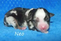 Neo, a male Toy Australian Shepherd for sale in Godley, TX – Photo 4 of 8