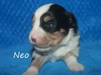Neo, a male Toy Australian Shepherd for sale in Godley, TX – Photo 3 of 8