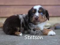 Stetson, a male Toy Australian Shepherd for sale in Godley, TX – Photo 5 of 10