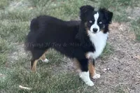 Stetson, a male Toy Australian Shepherd for sale in Godley, TX – Photo 10 of 10