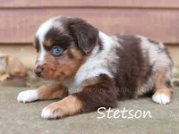 Stetson, a male Toy Australian Shepherd for sale in Godley, TX – Photo 8 of 10