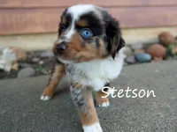 Stetson, a male Toy Australian Shepherd for sale in Godley, TX – Photo 1 of 10