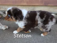 Stetson, a male Toy Australian Shepherd for sale in Godley, TX – Photo 3 of 10