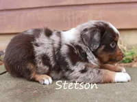 Stetson, a male Toy Australian Shepherd for sale in Godley, TX – Photo 7 of 10