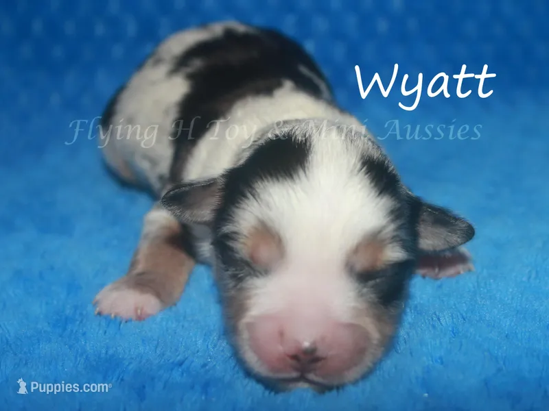 Wyatt – Miniature American Shepherd puppy for sale in Godley, TX