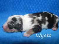 Wyatt, a male Miniature American Shepherd for sale in Godley, TX – Photo 3 of 5