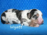 Wyatt, a male Miniature American Shepherd for sale in Godley, TX – Photo 2 of 5