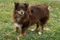 Wyatt, a male Miniature American Shepherd for sale in Godley, TX – Photo 4 of 5