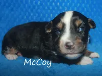McCoy, a male Toy Australian Shepherd for sale in Godley, TX – Photo 2 of 8