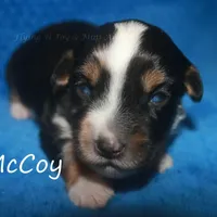 McCoy, a male Miniature American Shepherd for sale in Godley, TX – Photo 7 of 9