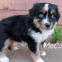 McCoy, a male Miniature American Shepherd for sale in Godley, TX – Photo 1 of 9
