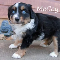 McCoy, a male Miniature American Shepherd for sale in Godley, TX – Photo 3 of 9