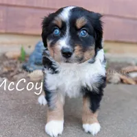 McCoy, a male Miniature American Shepherd for sale in Godley, TX – Photo 2 of 9