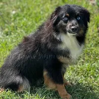 McCoy, a male Miniature American Shepherd for sale in Godley, TX – Photo 8 of 9