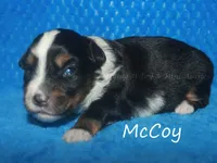 McCoy, a male Toy Australian Shepherd for sale in Godley, TX – Photo 3 of 8