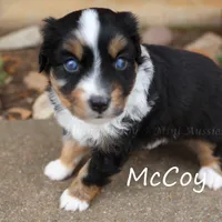 McCoy, a male Miniature American Shepherd for sale in Godley, TX – Photo 6 of 9
