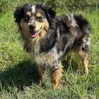 McCoy, a male Miniature American Shepherd for sale in Godley, TX – Photo 9 of 9