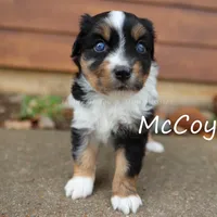McCoy, a male Miniature American Shepherd for sale in Godley, TX – Photo 4 of 9