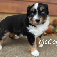 McCoy, a male Miniature American Shepherd for sale in Godley, TX – Photo 5 of 9