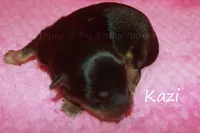 Kazi, a female Toy Australian Shepherd for sale in Godley, TX – Photo 6 of 8