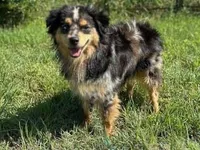Kazi, a female Toy Australian Shepherd for sale in Godley, TX – Photo 8 of 8