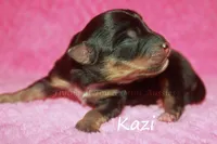 Kazi, a female Toy Australian Shepherd for sale in Godley, TX – Photo 5 of 8