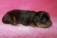 Kazi, a female Toy Australian Shepherd for sale in Godley, TX – Photo 4 of 8