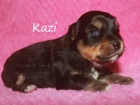 Kazi, a female Toy Australian Shepherd for sale in Godley, TX – Photo 3 of 8