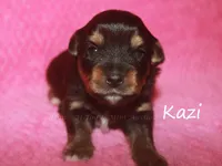 Kazi, a female Toy Australian Shepherd for sale in Godley, TX – Photo 1 of 8