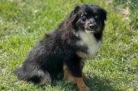 Kazi, a female Toy Australian Shepherd for sale in Godley, TX – Photo 7 of 8